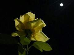 당신이 먼저 나를 그렇게 불렀기에.