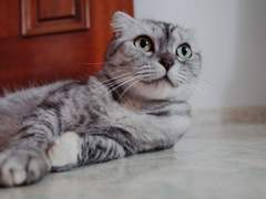 고양이 직찍 판매합니다7