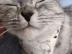 고양이 직찍 판매합니다8