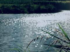 은빛 물결 사이에서