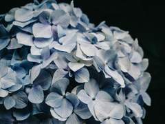 다정한 나의 친구 코웰린 아슐라에게!