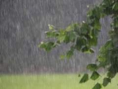 소나기 - ( 우부 )