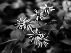 짚신(@kimzipsin)님 타로 커미션 후기