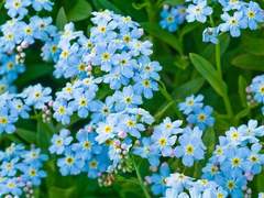forget me not