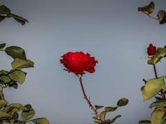 작은 새에게, 붉은 장미가.