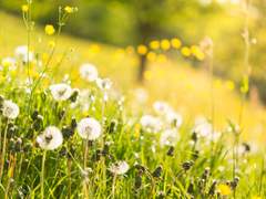 윤중청자/윤자성] 봄이 오면
