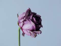 [나루토] 슬픔에 잠긴 그대에게 한줌의 위로를. / 오비토