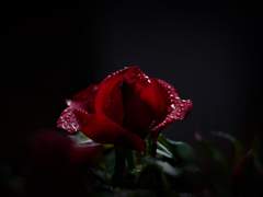 보잘 것 없는 한 장미의 속삭임이 있었다.