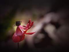 첫사랑은 이뤄지지 않는다.