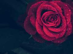 6월 중순의 악몽