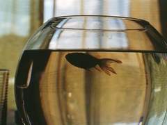 하국꽃 은견하는 들판에서