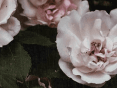 테라모토 나오코 / XX / 플루트