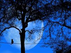 [슙진/뷔진] 고양이를 찾습니다 下