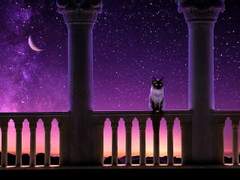 [슙진/뷔진] 고양이를 찾습니다 上