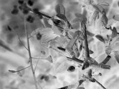 Open the "Image" menu, locate its "Adjustments" submenu and choose "Invert."