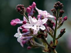 [합작글] 꽃과 언덕