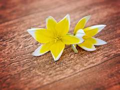 [스워/아나오비] fragrance