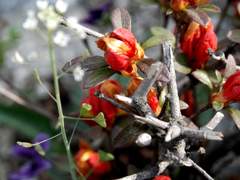 color and tonal adjustments to your image without permanently changing pixel values