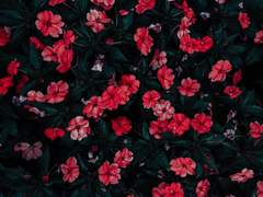 [일현청가] 산원소매 (山園小梅)