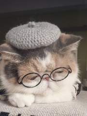 二哈和他的白猫师尊