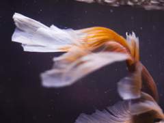 걔를 만난 날은 늦은 여름이었어.