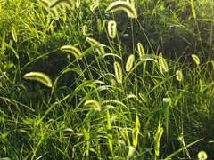 농촌에서 유일한 젊은 남녀 키타 상과 드림주 보고싶다