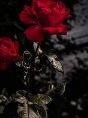 비밀(悲謐)::슬프고도 고요한