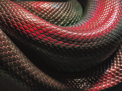 진혼 : 燭龍鱗 (촉룡인) 中