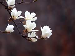 [단편] 키스 (미르리암)