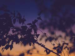 Ophelia A. Veronica 고등부 프로필