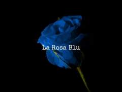 La Rosa Blu H