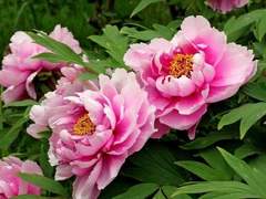 모란꽃이 피는 계절에 1