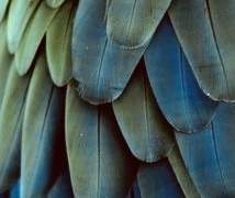 ＯＴＨＥＬＬＯ'Ｓ ＬＡＭＥＮＴ