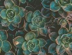 ＦＡＵＸ－ＰＡＳ