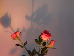 [알베케일] 새삼스럽게