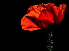 모르페우스 이야기