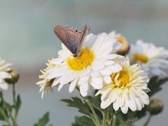 [카무미츠야삐] 그가 사랑하는 세상(무 님 커미션)