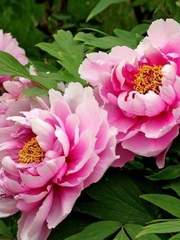 모란꽃 피는 계절에