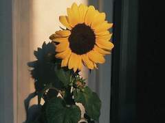 포스타입 유지에 관해서