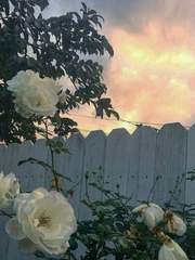 전독시 내스급 크오