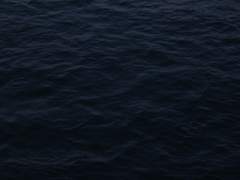 자유를 꿈꾼적은 없었다