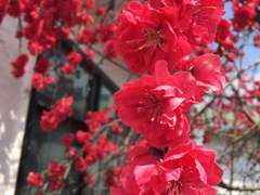 [미스터 션샤인] 오얏꽃 피는 날에 (5)