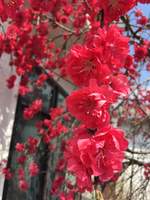 [미스터 션샤인] 오얏꽃 피는 날에