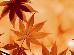 [58] 그대의 오른손, 나의 왼손