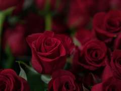 세실리아 하이디 트래비스 20