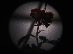 첫 키스의 맛이 체리 맛이길.