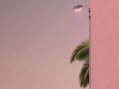 시네신스의 꽃말은 영원한 사랑