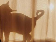 [하야미 아야메] 프로필