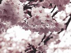 As the moon, so beautiful.