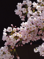 카를로타 A. 에스테반